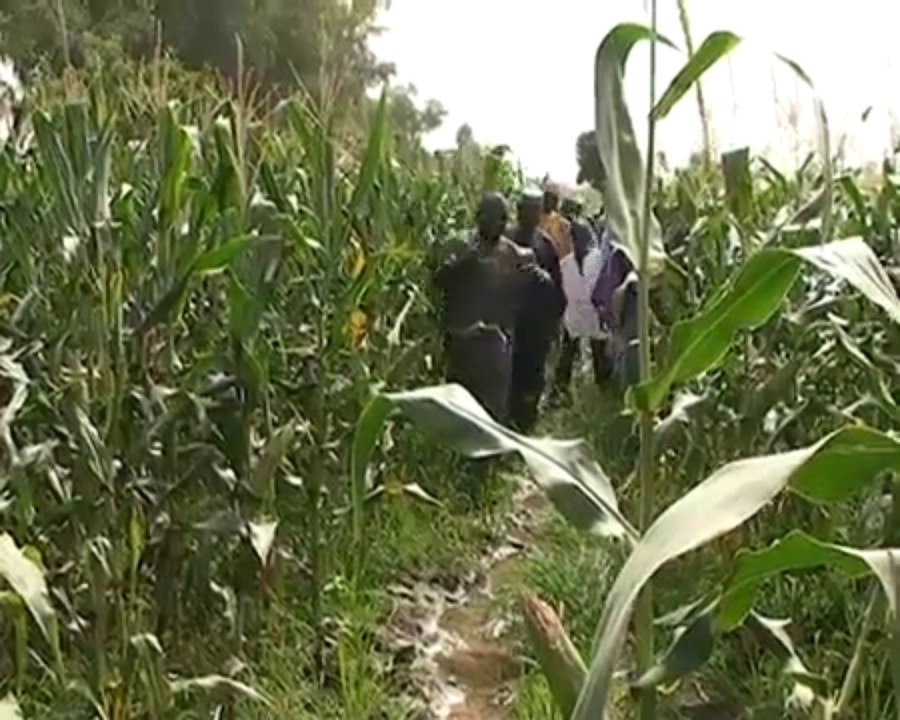KANO STATE MAIZE DEMO