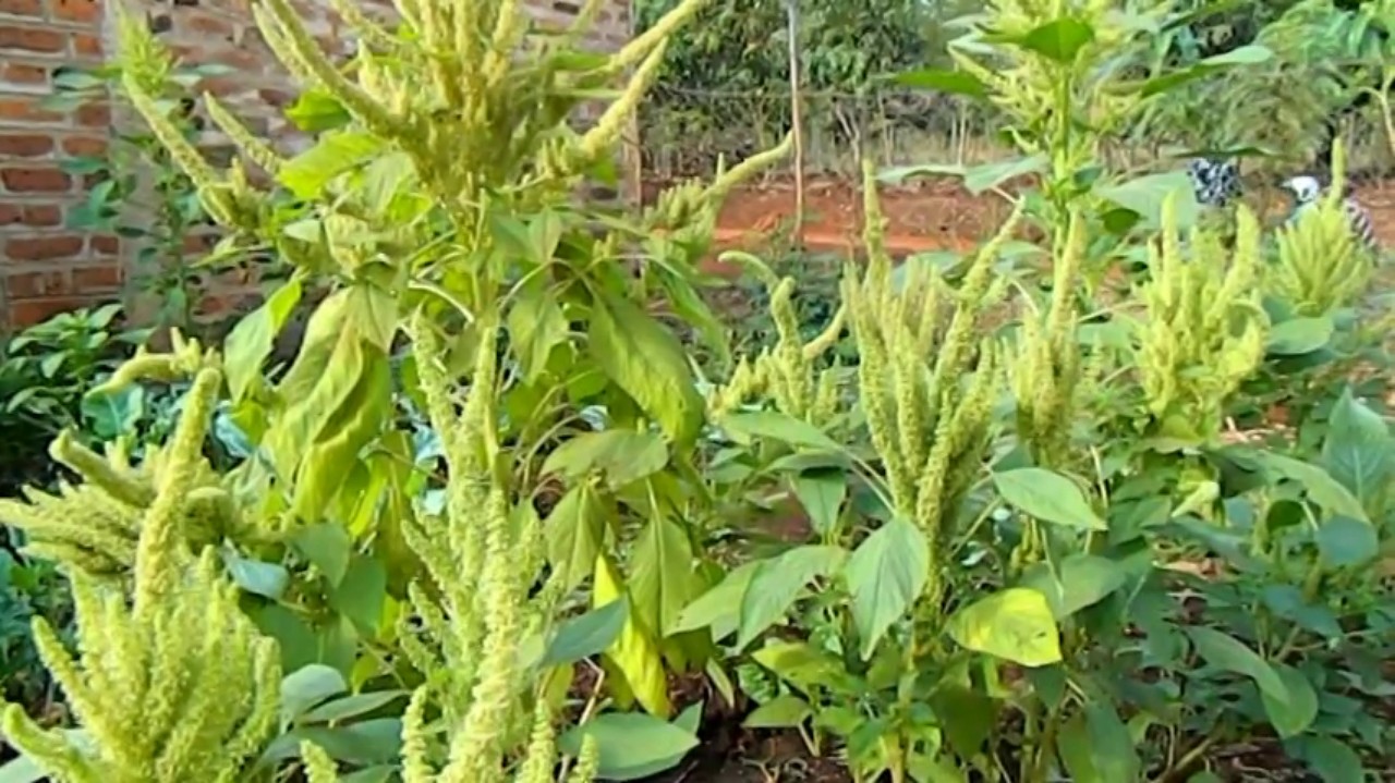 Value addition on Amaranthus