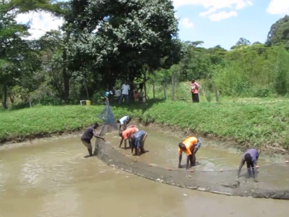 Fish Harvesting