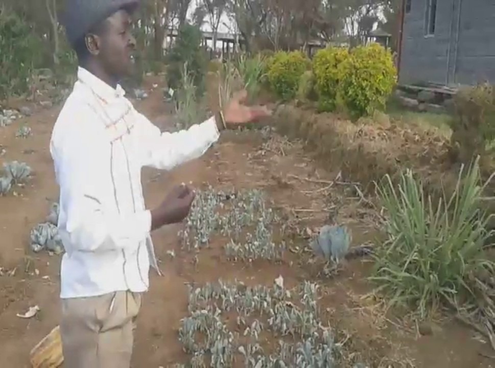 CABBAGE PRODUCTION