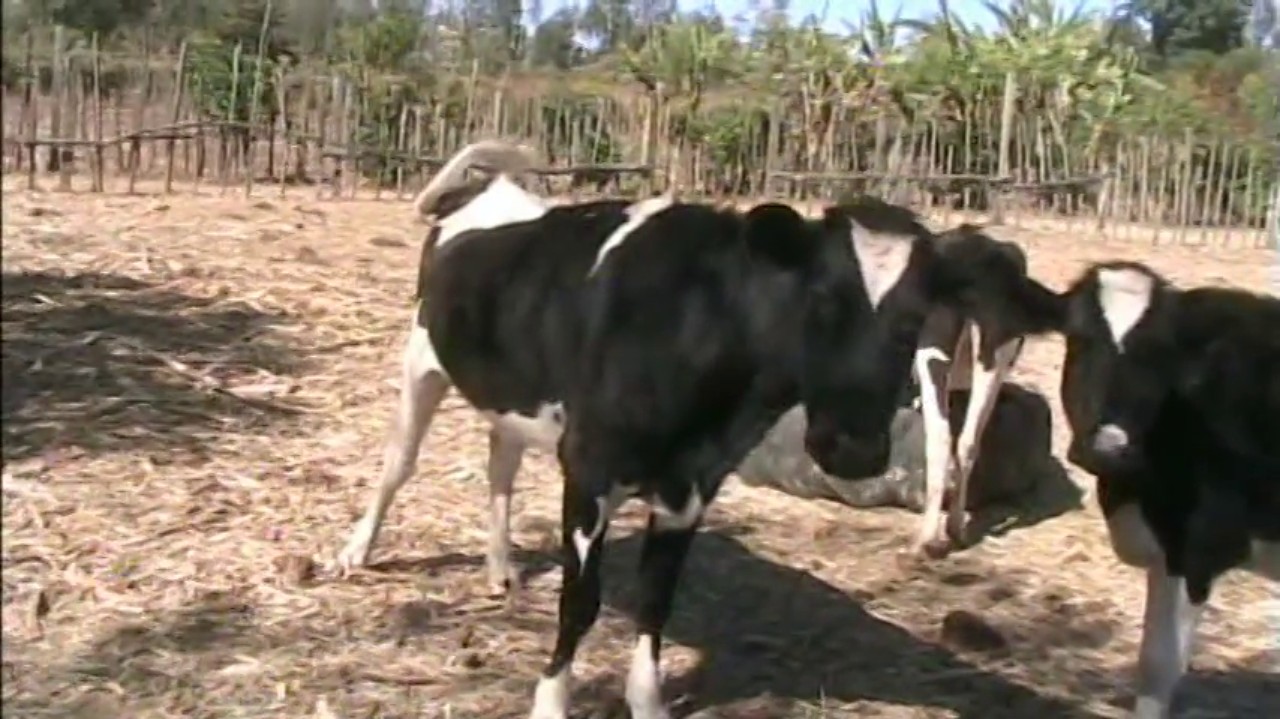 CATTLE FEEDING