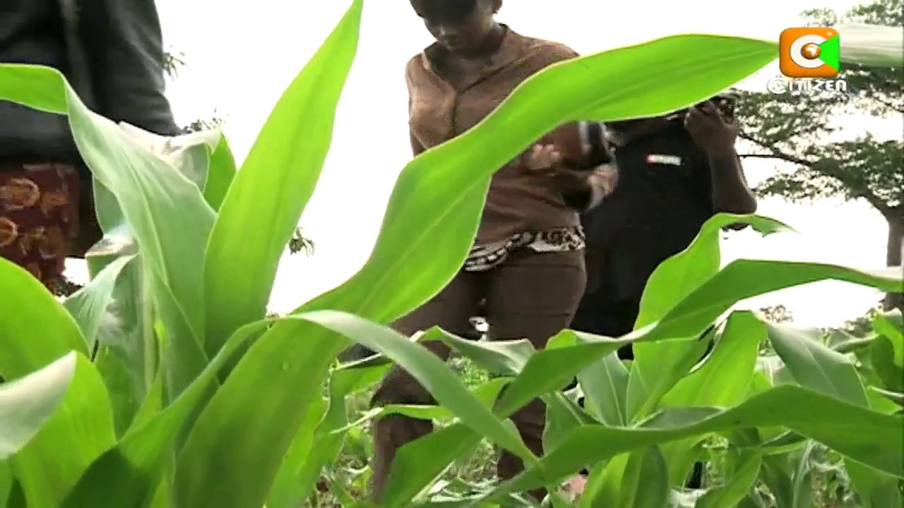 The Millionaire Farmer