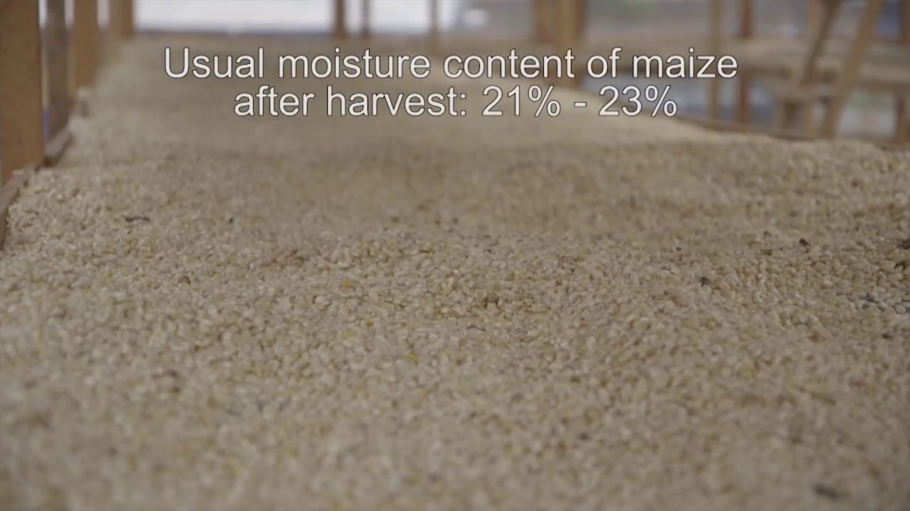 Well dried maize benefits all (…