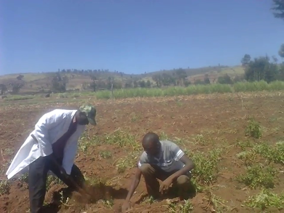 IRISH POTATO HARVESTING