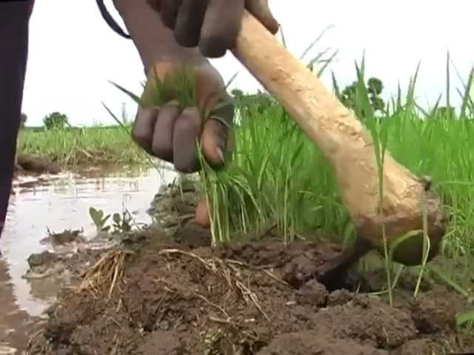 Rice transplanting