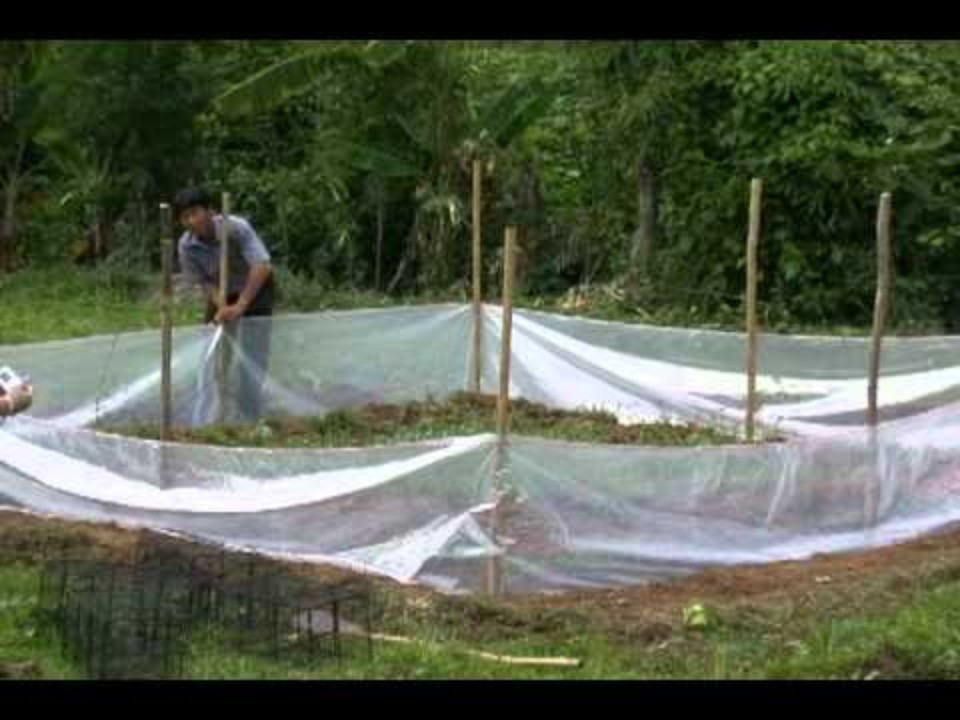 How to control rice-…