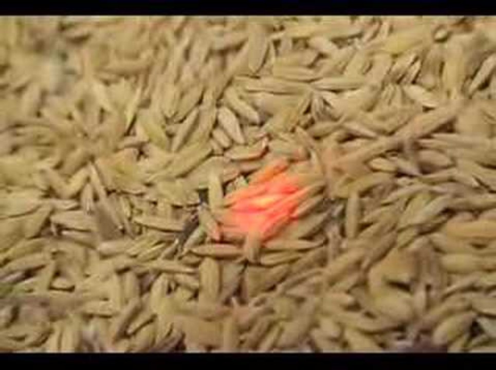 Rice grain drying using…