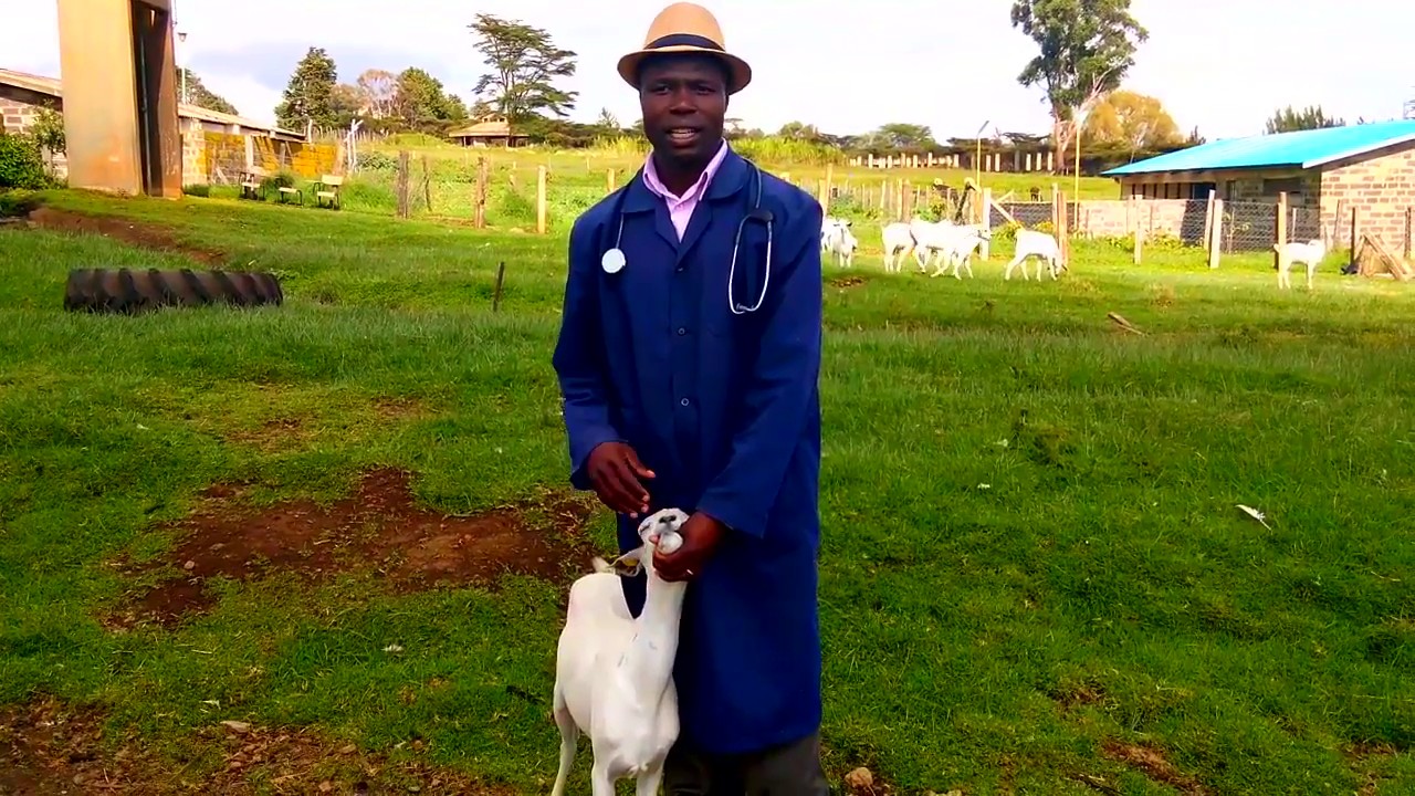 Age of a goat from…