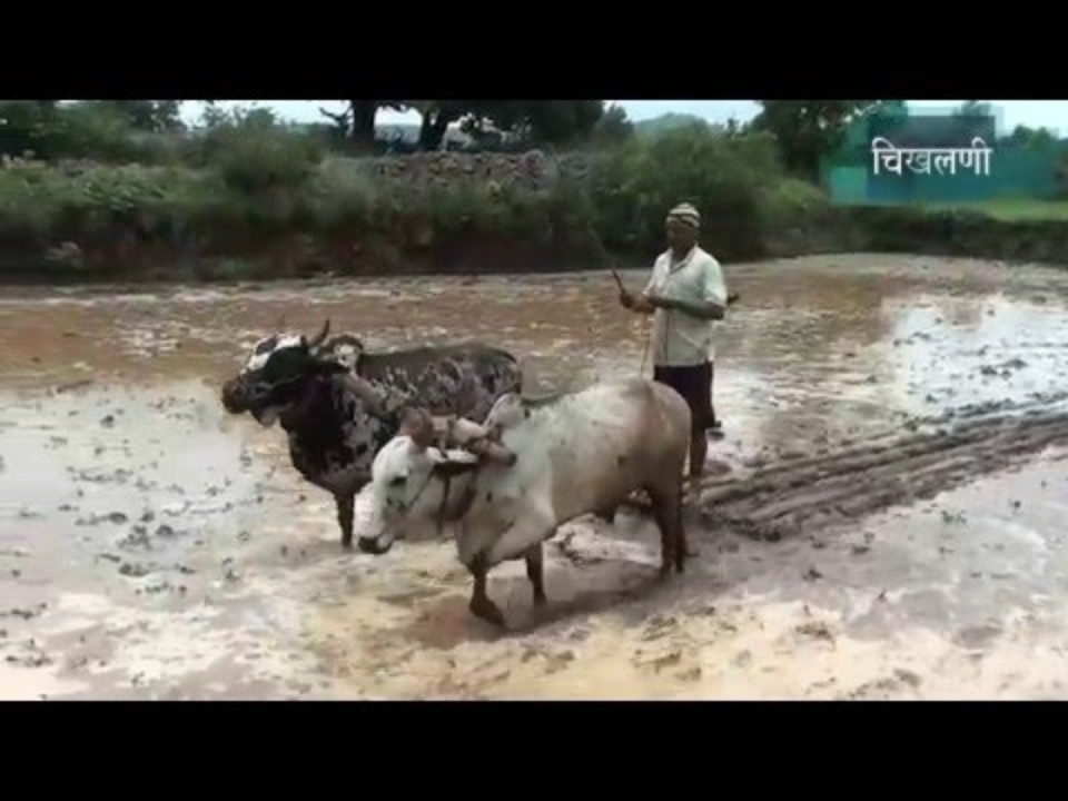 SRI Method for Paddy - Shree…