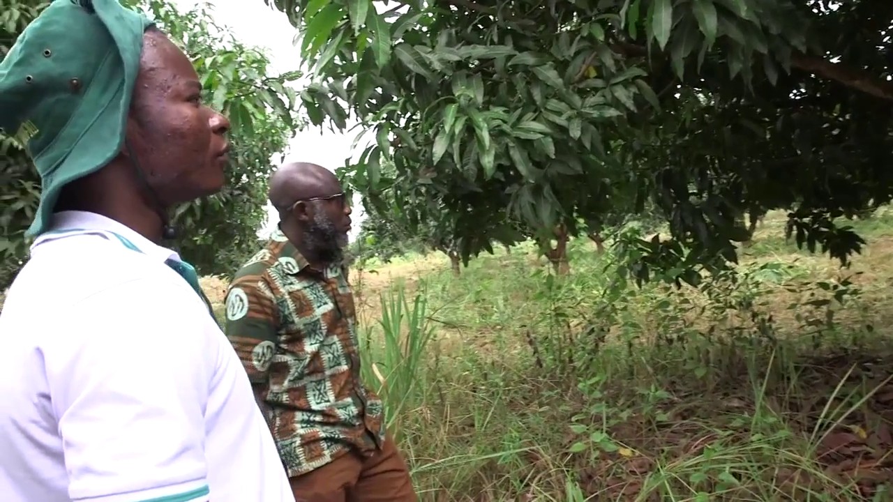 Pruning mango trees Part 2: How to…