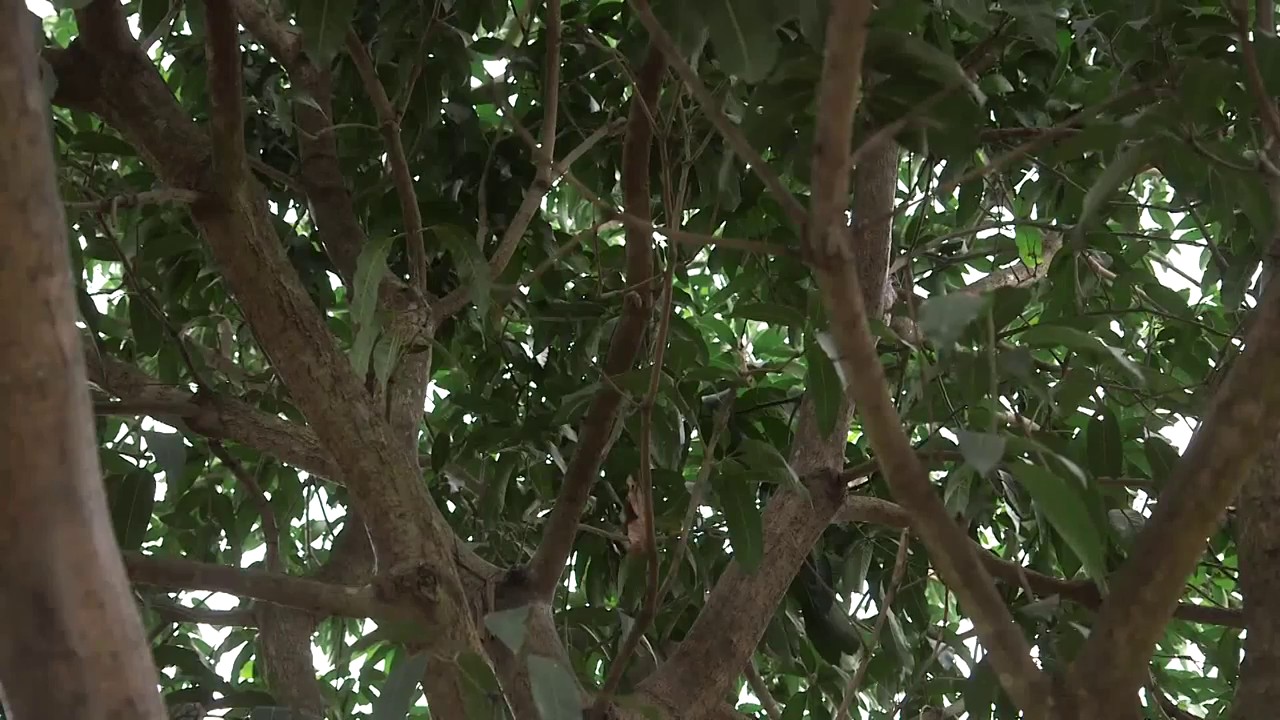 Pruning mango trees Part 1: Why to…