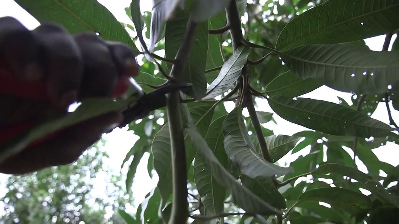 Pruning mango trees Part 3:…