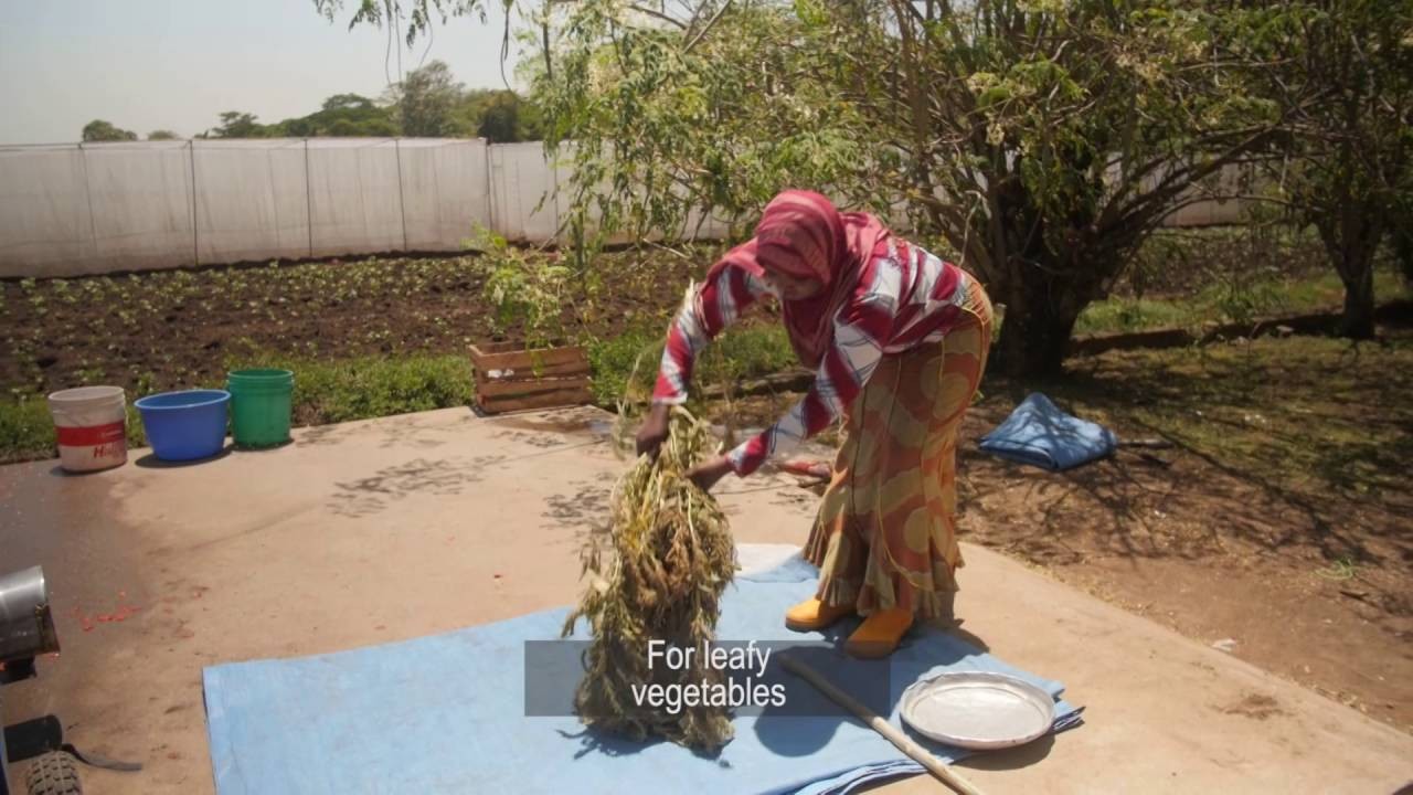 PRODUCING QUALITY SEED…