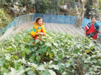 রাইঙ্গামারীর ঝিরিনি মল্লিক…