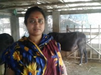 খুলনার অনুকূল সরকারের সফল গরুর…