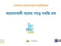 আমোদখালি খালের পাড়ে সবজি চাষ,…