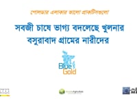 সবজি চাষে ভাগ্য বদলেছে খুলনার…