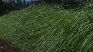 Vetiver: Green Tech for the 21st…