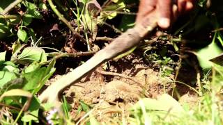 Africa's Emerging Staples -…