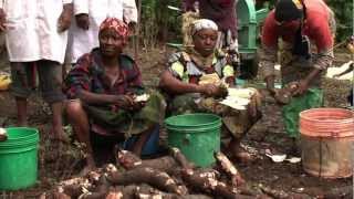 Advantages of growing Cassava 