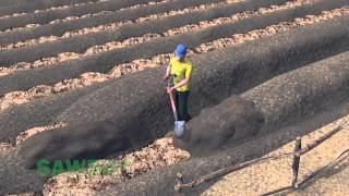 Sawbo: Survival Gardening: Raised…