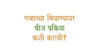 How to do seed treatment for wheat…