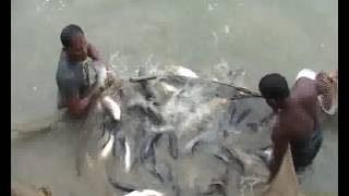 Pond fish production  