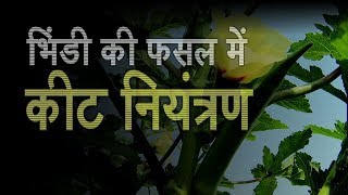 Ladyfinger farming in india 