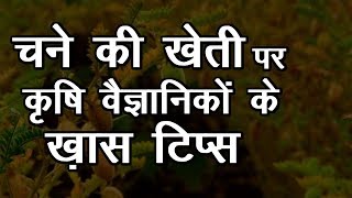 Chickpea farming method by dr.…