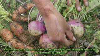 Experiencias de agroforestería en…
