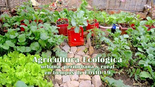 Agricultura ecológica urbana,…