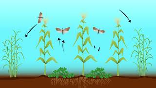Sawbo: climate-smart push-pull…