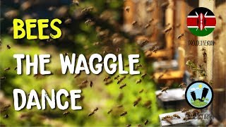 Bees- the waggle dance 
