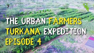 The urban farmers turkana…