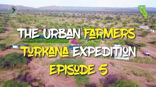 The urban farmers turkana…