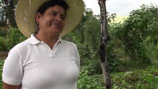 Mujeres semilla: testimonios de…