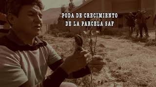 Sistemas agroforestales dinámicos…