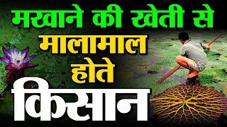 Fox nut (makhana) farming : a to z…