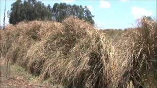 The Vetiver System for Soil and…