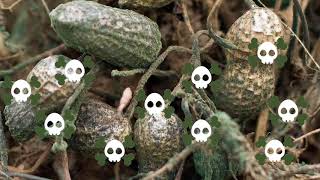 Intro to aflatoxin in groundnut 