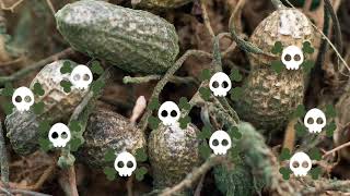 What is aflatoxin? 