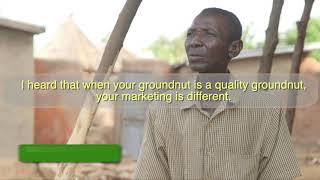 Aflatoxin impact on groundnut…