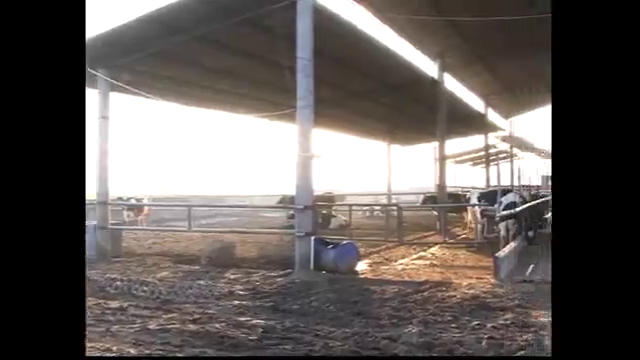 Success story of dairy…