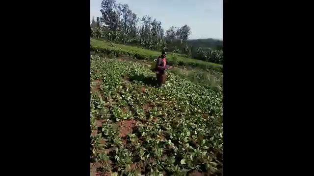 Crop protection 