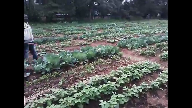 Vegetable production 