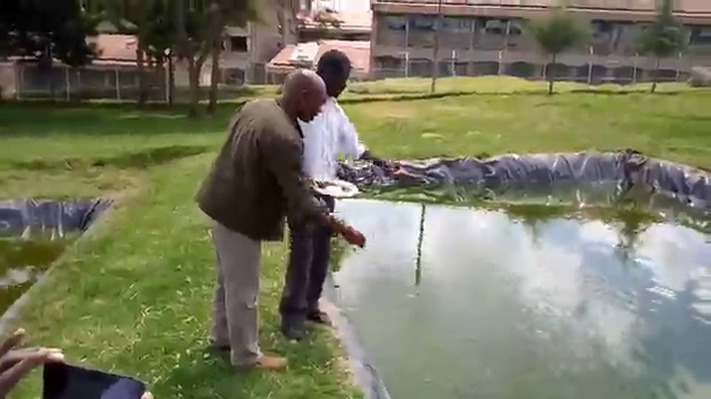 Fish farming-feeding 