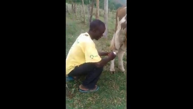 Agricultural video - milking