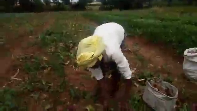 Beetroots harvesting 