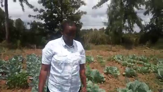 Cabbage farming 