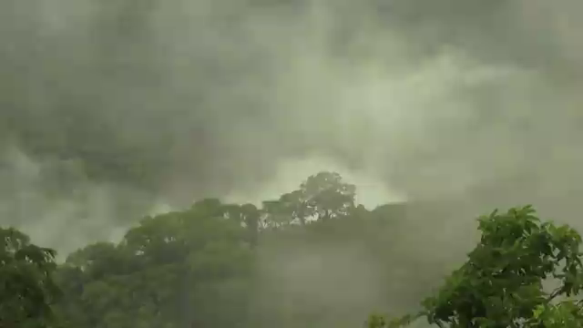 Managing aflatoxins in…